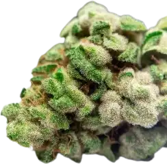 Bud